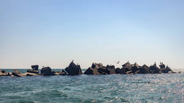 Colpo Panoramico Gabbiani Sulla Roccia Marina — Foto Stock