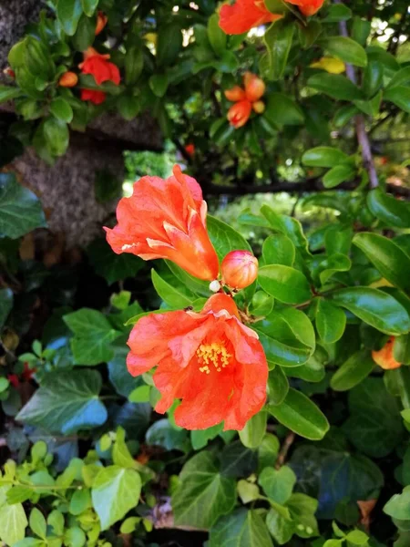 Крупный План Красивых Красных Цветов Цезальпинии Саду — стоковое фото