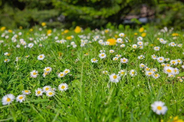 Tiro Seletivo Foco Das Flores Brancas Daisy Que Florescem Campo — Fotografia de Stock