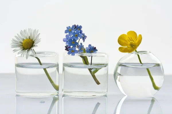 Primer Plano Tres Jarrones Vidrio Con Diferentes Flores Silvestres Sobre —  Fotos de Stock