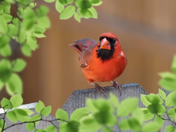 Eine Nahaufnahme Des Männlichen Kardinals Auf Einem Holzzaun — Stockfoto