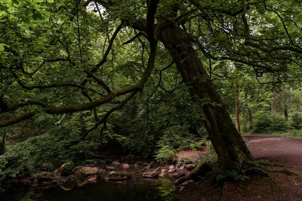 Красивый Пейзаж Зеленого Ландшафта Большим Количеством Деревьев Зелени Облачным Небом — стоковое фото