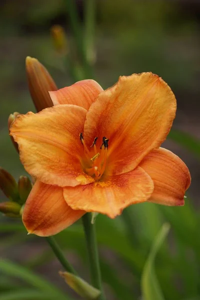 Vertikal Selektiv Fokus Skott Orange Daglilja Blomma — Stockfoto