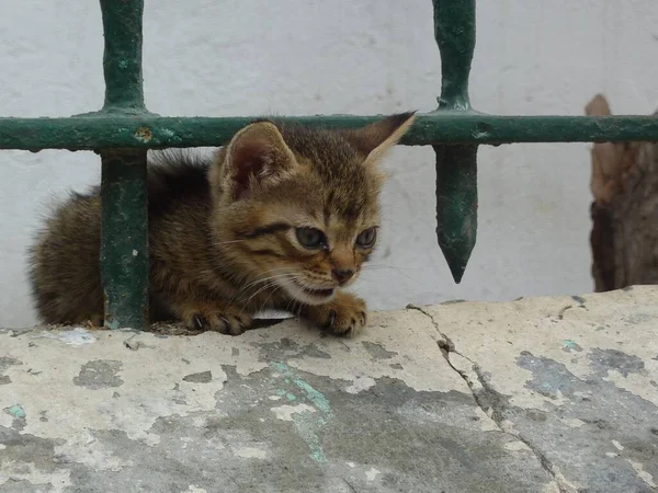 一只小猫躲在金属栅栏下的特写镜头 — 图库照片