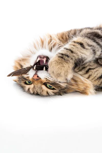 Ένα Απομονωμένο Κάθετο Κοντινό Πλάνο Μιας Μακρυμάλλης Γάτας Που Ξαπλώνει — Φωτογραφία Αρχείου