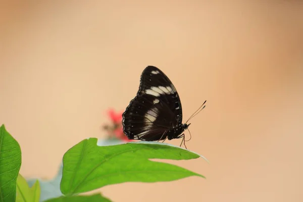 Soft Focus Black White Butterfly Perched Leaf Blurry Background — Stock Photo, Image