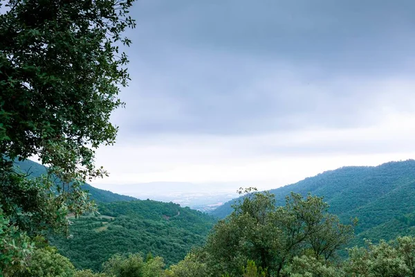 Красивий Пейзажний Знімок Великих Дерев Зеленими Шаруватими Пагорбами Фоні Похмурого — стокове фото