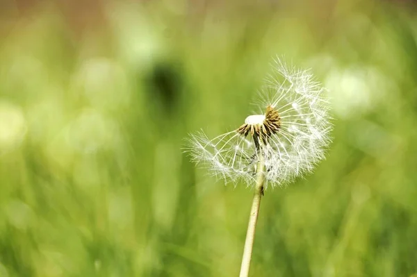 Ett Makro Skott Maskros Ett Grönt Fält Dagtid — Stockfoto