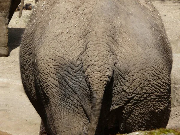 Closeup Shot Rear Gray Elephant — Stock Photo, Image