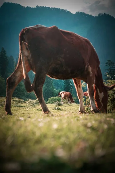 Ovelhas Pastando Campo Verde — Fotografia de Stock