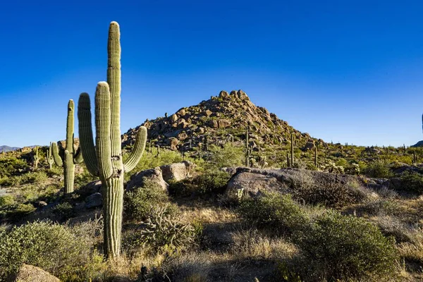 Field Beautiful Cactus Plants Bushes Surrounded Rocky Hills — Stock Photo, Image