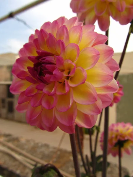 Vertical Shot Dalia Flower Plant Garden Captured Malta — Stock Photo, Image