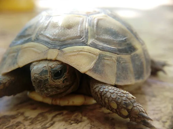 Primer Plano Una Tortuga Con Fondo Borroso — Foto de Stock