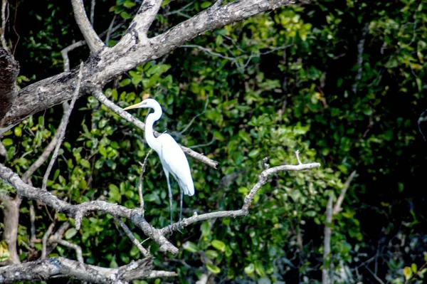 Gündüz Vakti Bir Ağaç Dalına Tünemiş Beyaz Bir Balıkçıl — Stok fotoğraf