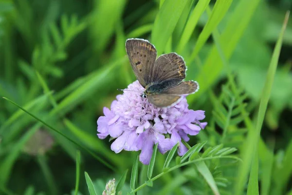 Высокоугольный Снимок Бабочки Лежащей Красивом Фиолетовом Цветке Окружении Зеленой Травы — стоковое фото