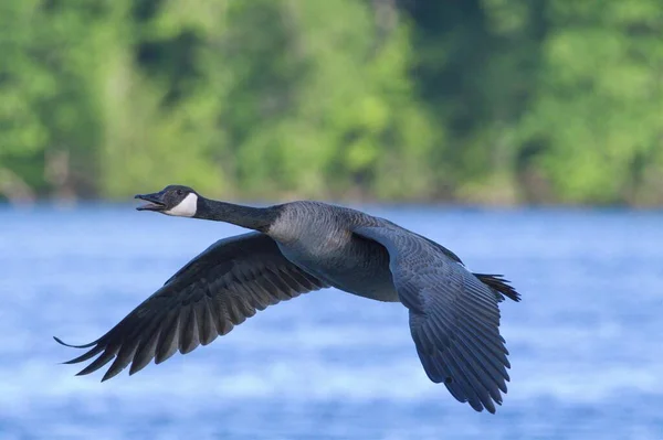 Beautiful Shallow Focus Shot Canadian Goose Flying Lake — Stock Photo, Image