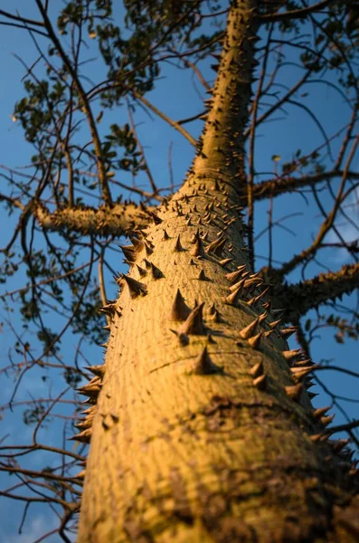Dikey Alçak Açılı Sivri Uçlu Büyük Bir Ağacın Görüntüsü — Stok fotoğraf