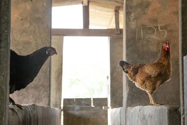 Artistic Shot Black Chicken Brown Chicken Standing Railings Barn Brazil — Stock Photo, Image
