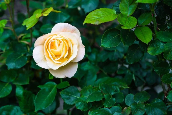 Closeup Shot Beautiful Yellow Rose Flower Blooming Garden — Stock Photo, Image
