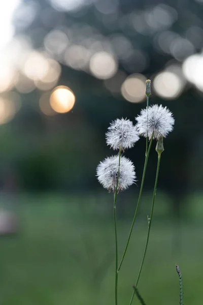 Eine Selektive Fokusaufnahme Von Löwenzahn Perfekt Für Den Hintergrund — Stockfoto