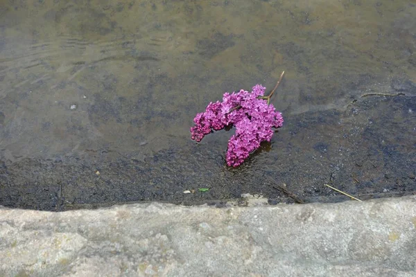 水の中の美しい紫色のライラックの花の枝 — ストック写真