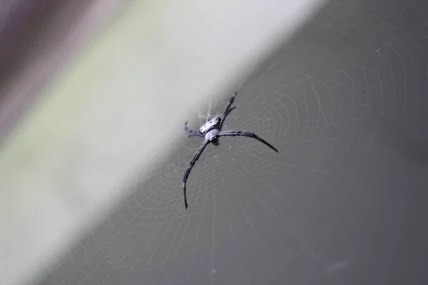 黑蜘蛛在蜘蛛网中央的一个浅焦距特写镜头 — 图库照片