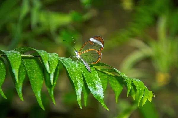 Gros Plan Beau Papillon Sur Des Feuilles Vertes — Photo