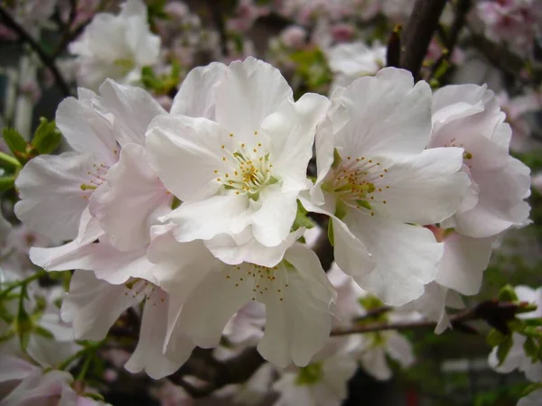 Närbild Söta Blommor Som Växer Trädgren — Stockfoto