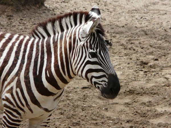 Ett Vackert Porträtt Zebra Med Bruna Ränder — Stockfoto