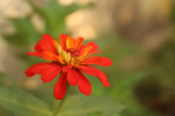 Gros Plan Fleur Zinnia Étroite Aux Pétales Rouges — Photo