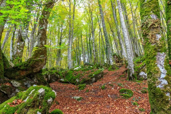 Прекрасний Вид Ліс Високими Стрункими Деревами Коричневим Листям Покриває Землю — стокове фото