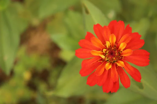 Primer Plano Flor Zinnia Hoja Estrecha Con Pétalos Rojos —  Fotos de Stock