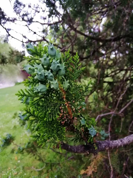 Een Verticaal Close Shot Van Groene Dennenboom Tak Met Een — Stockfoto