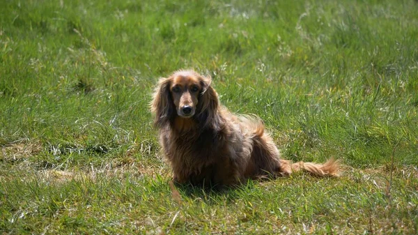一个深褐色的英国可可猎犬平静地坐在绿地里的水平照片 — 图库照片