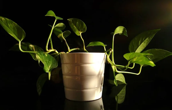 Eine Nahaufnahme Einer Topfpflanze Vor Schwarzem Hintergrund — Stockfoto