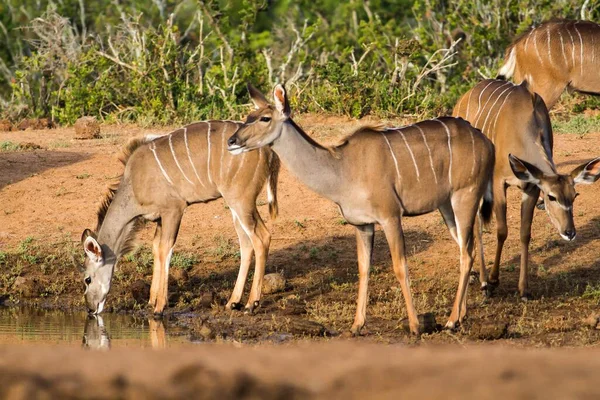 Eine Schöne Aufnahme Wilder Afrikanischer Antilopen Der Nähe Eines Sees — Stockfoto