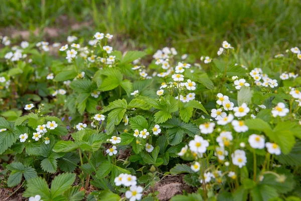 Enfoque Selectivo Las Hermosas Flores Fresa Blanca Salvaje Floreciendo — Foto de Stock