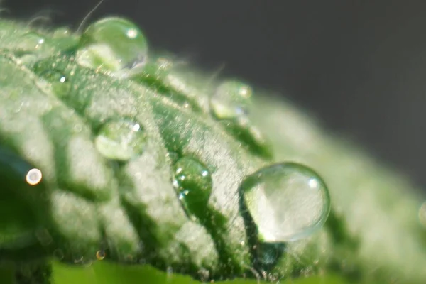 Mise Point Macro Sélective Gouttes Eau Dans Une Feuille Verte — Photo