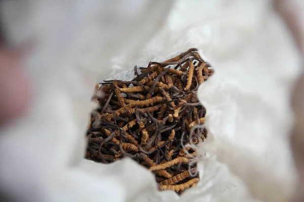Caterpillars infected by the Yartsa gunbu (Ophiocordyceps sinensis) fungus, believed to be an aphrodisiac, collected in Dolpa in the Himalayas, Nepal