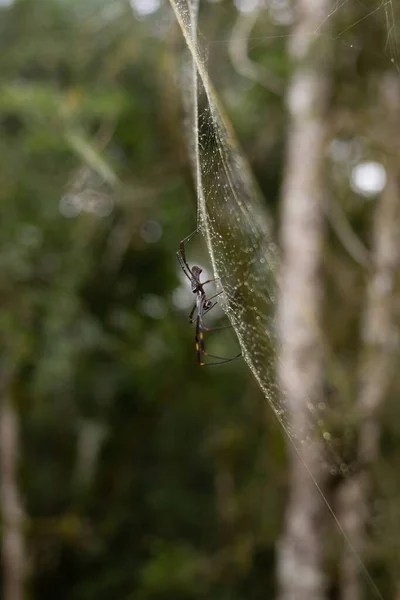배경에 거미줄 숲에서 거미를 가까이 — 스톡 사진