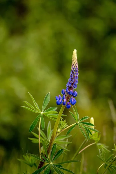 Disparo Vertical Lupinus Angustifolius Campo Bajo Luz Del Sol Con —  Fotos de Stock