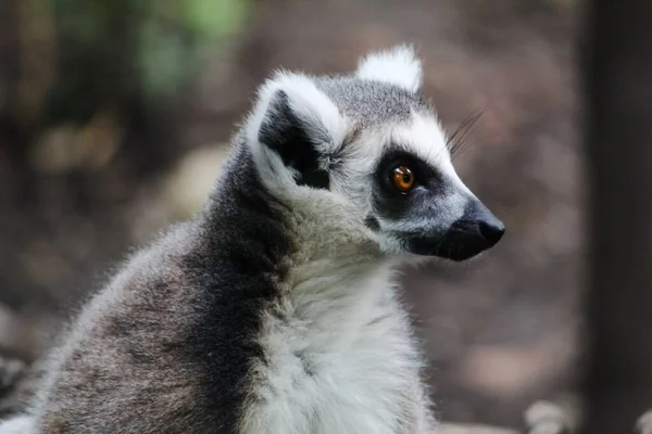 Närbild Skott Söt Lemur Madagaskar Katt Spelar Parken Dagtid — Stockfoto