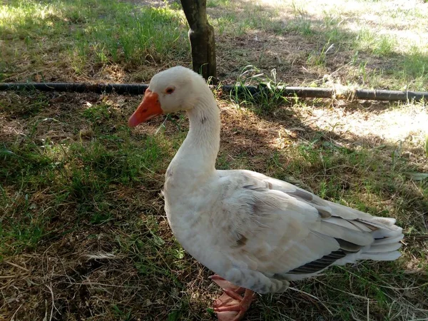 Eine Nahaufnahme Einer Weißen Ente Die Auf Einem Gras Steht — Stockfoto