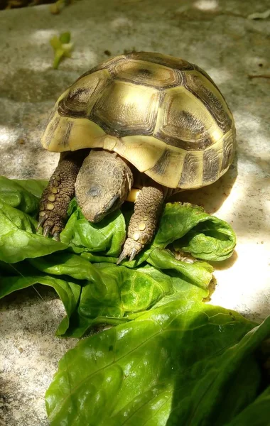 Lodret Skud Skildpadde Spise Salatblade Med Skygge Blade Gulvet - Stock-foto