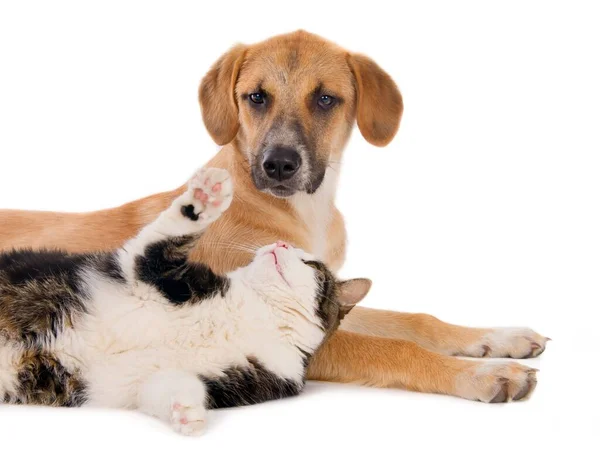 白地に隔離された猫と犬のクローズアップ — ストック写真