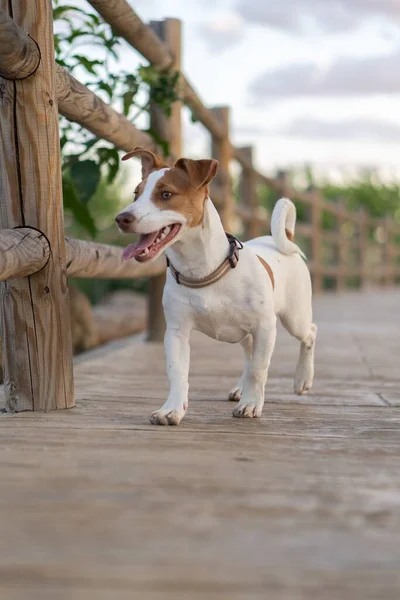 Belo Tiro Vertical Cão Branco Com Manchas Castanhas Claras Andando — Fotografia de Stock
