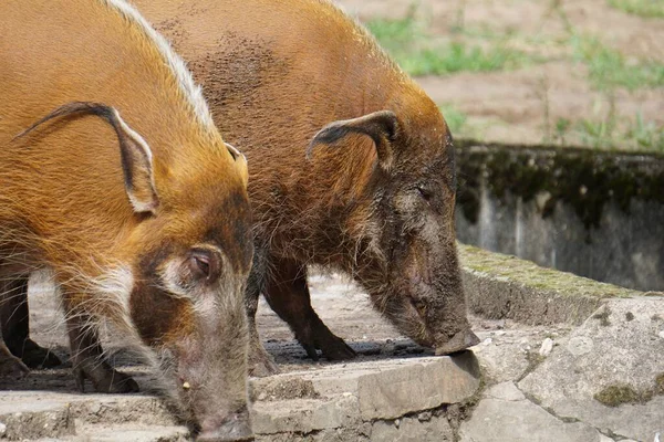 Enfoque Selectivo Dos Cerdos Área Abandonada — Foto de Stock