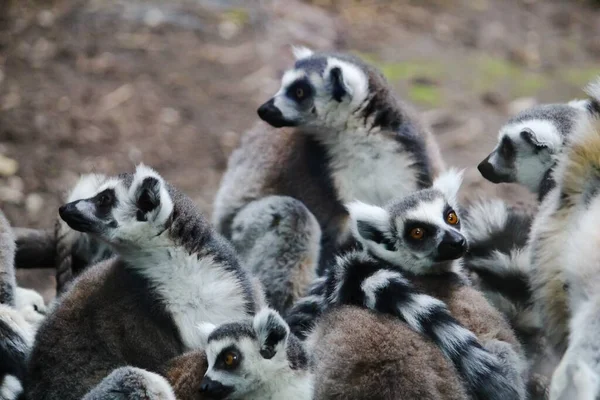 Eine Gruppe Lemuren Spielt Auf Einem Baum Zoo — Stockfoto