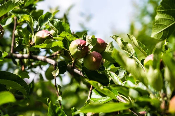 Ένα Κοντινό Πλάνο Ημι Ώριμα Μήλα Ένα Κλαδί Στον Κήπο — Φωτογραφία Αρχείου