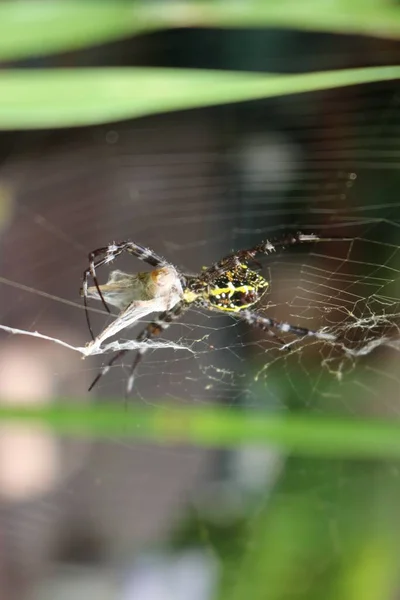 Gros Plan Une Araignée Sur Une Toile Araignée — Photo